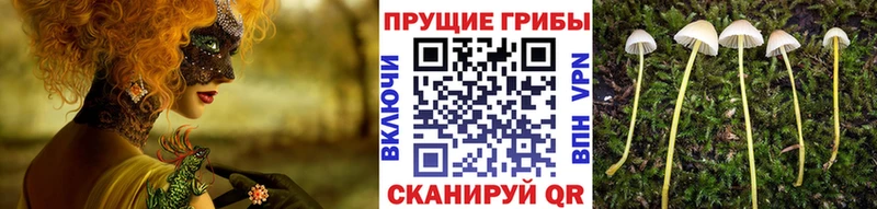 Галлюциногенные грибы Psilocybe Городец